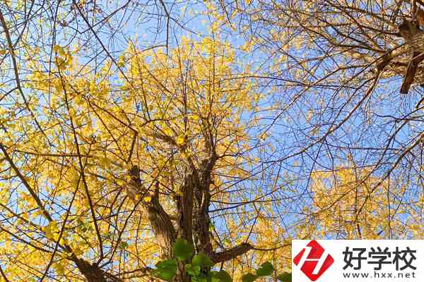 衡陽(yáng)市瀟湘衛(wèi)生中等專業(yè)學(xué)校的專業(yè)就業(yè)方向如何？
