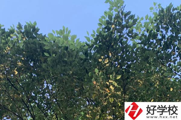 邵陽職業(yè)技術(shù)學(xué)校就業(yè)好不好？值得報(bào)考嗎？
