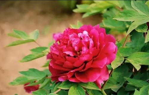 菏澤醫(yī)學(xué)?？茖W(xué)校