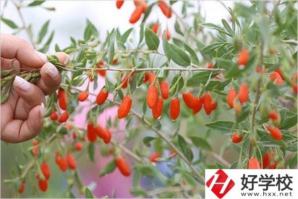 在湘西學(xué)中草藥栽培怎么樣？開設(shè)此專業(yè)的學(xué)校有哪些？