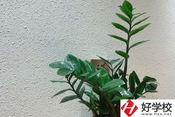安鄉(xiāng)縣職業(yè)中專學(xué)校有哪些專業(yè)?如何收費(fèi)？