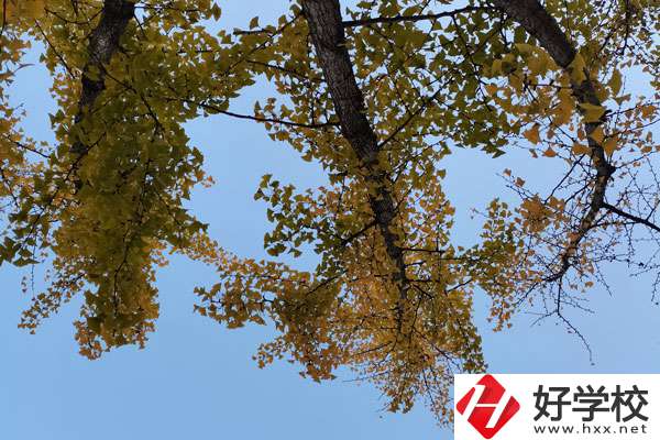 株洲有哪些比較好的中專學(xué)校？