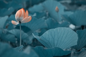 很多考生在結(jié)束了高考之后，由于成績不理想，未能如愿進(jìn)入理想的大學(xué)