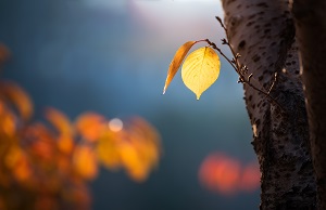 報(bào)考普通專升本考試是不是一定要先通過(guò)英語(yǔ)四六級(jí)考試呢？